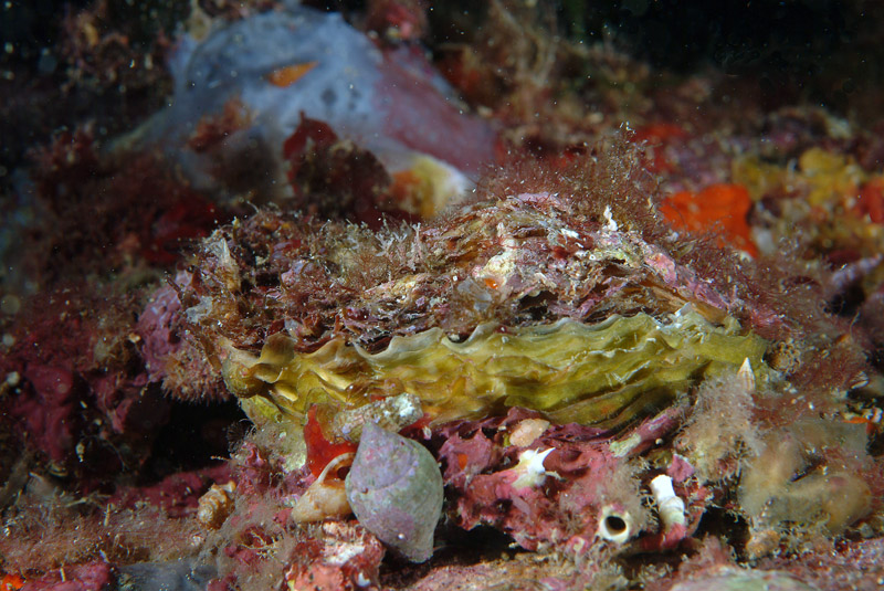 Ostrea edulis
